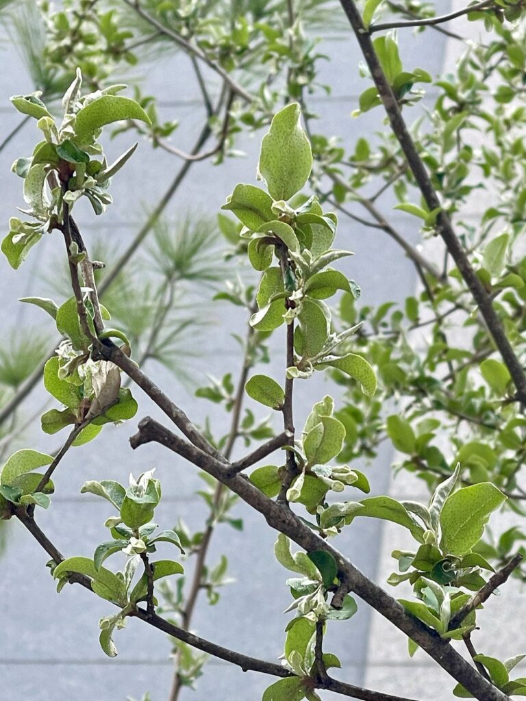 부동산 초보 용어 20가지 - 나무 새싹