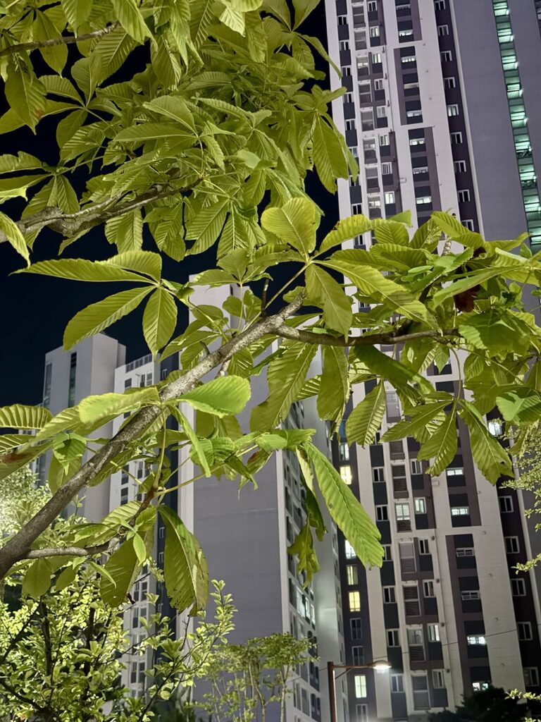 신도시 아파트의 장단점 - 나뭇잎 사이의 아파트